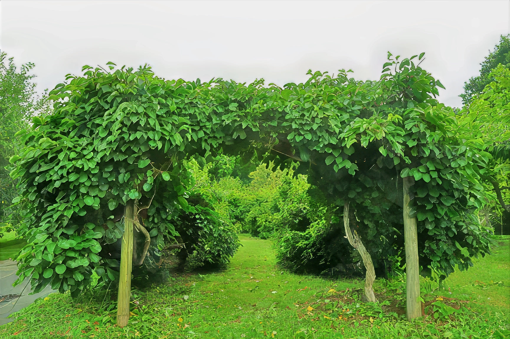 Issai Kiwi Vine-covered pergola in a garden setting with trees and grass. Actinidia arguta