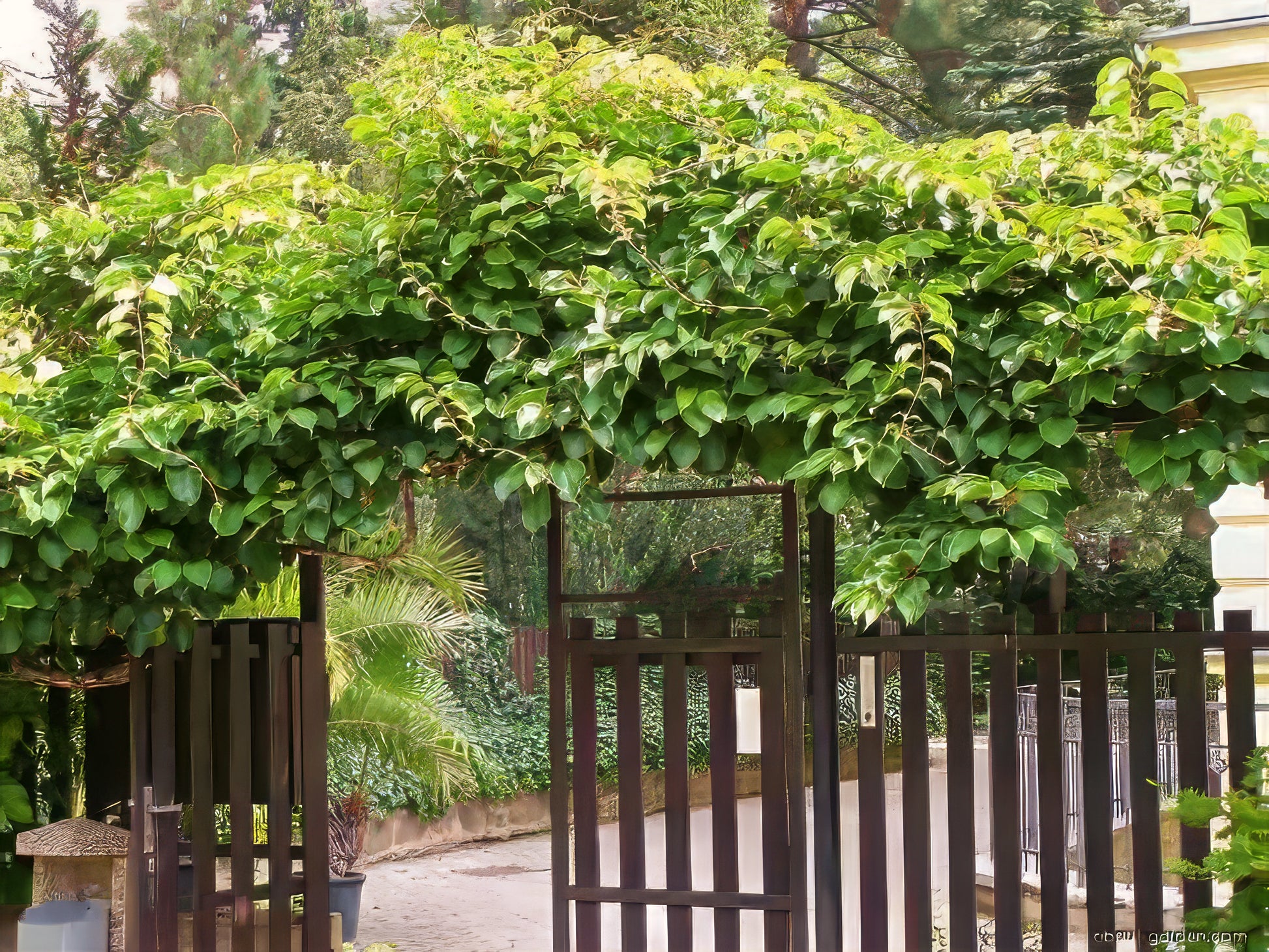 Issai Kiwi Vine-covered pergola with a wooden gate in a garden setting
