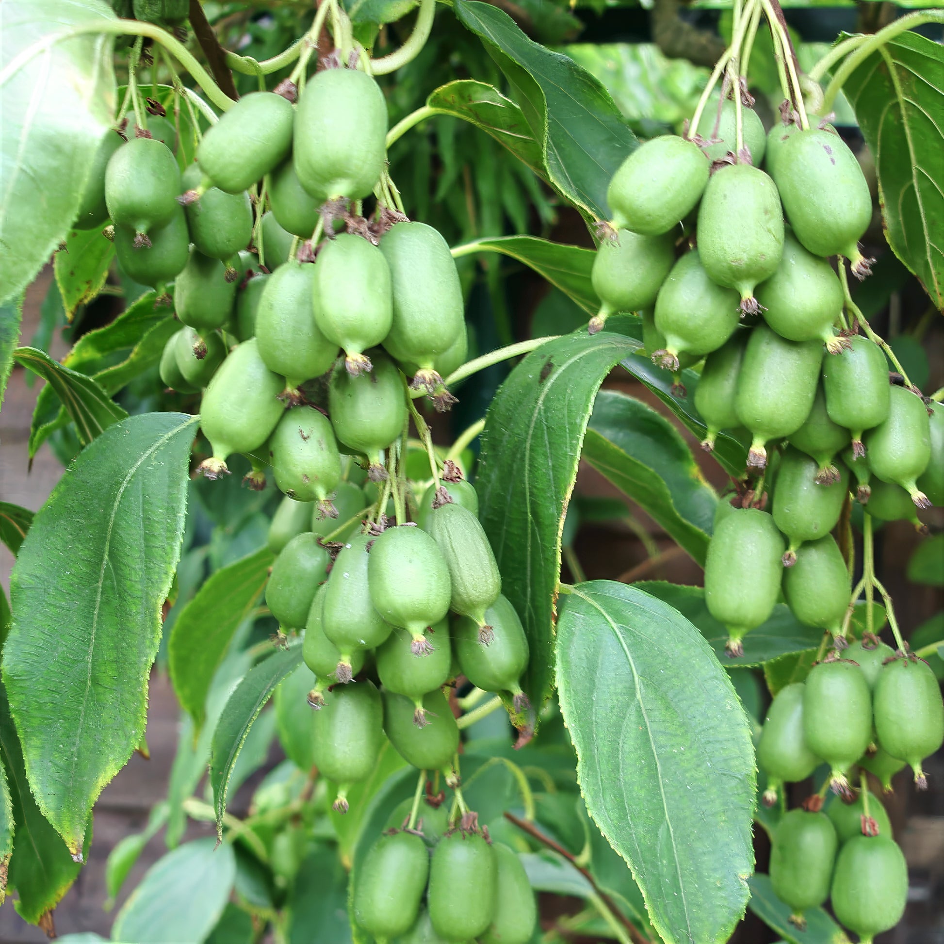 Green skinless Issai kiwi fruits hanging from a tree with leaves. Actinidia arguta