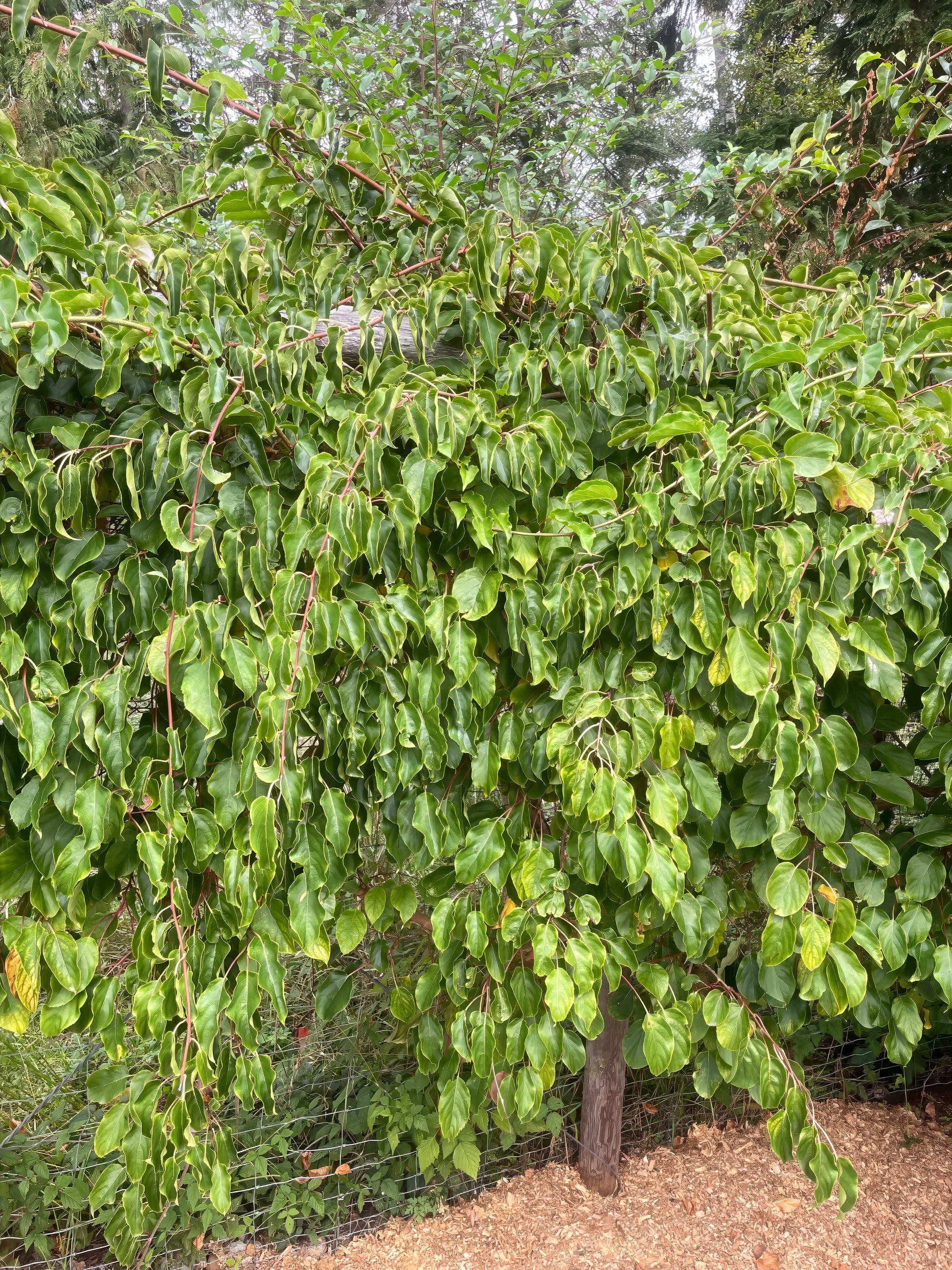 Green leafy Issai Kiwi vine with a blurred background
