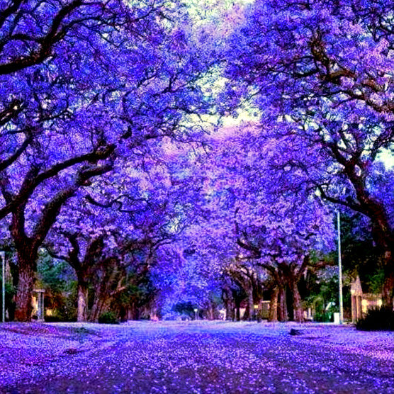 Purple Jacaranda trees lining the sides of flower covered road.