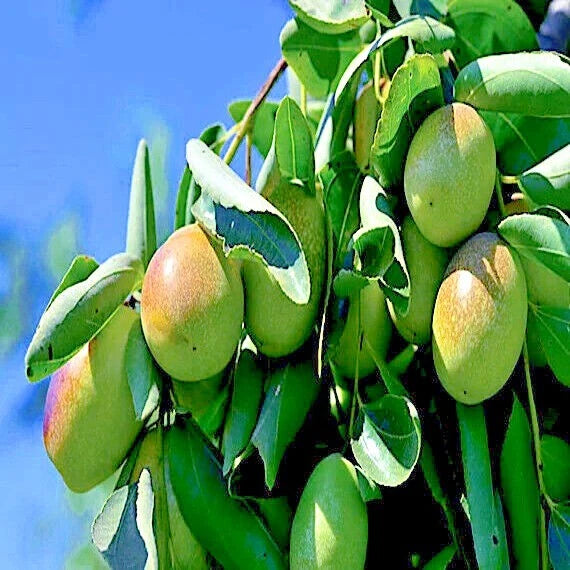 Green jojaba tree fruits hanging from a tree with a clear blue sky background