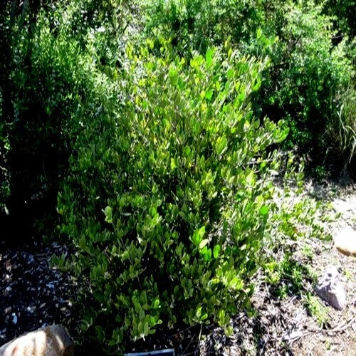 Green jojaba bush in a natural setting with trees and ground cover