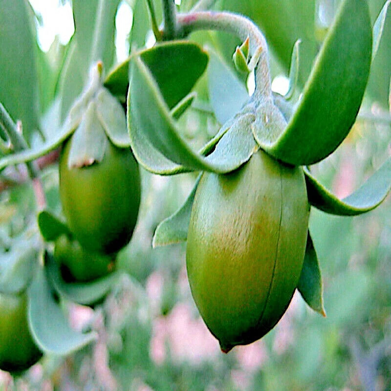 Green jojaba tree nuts hanging from a tree with a blurred natural background