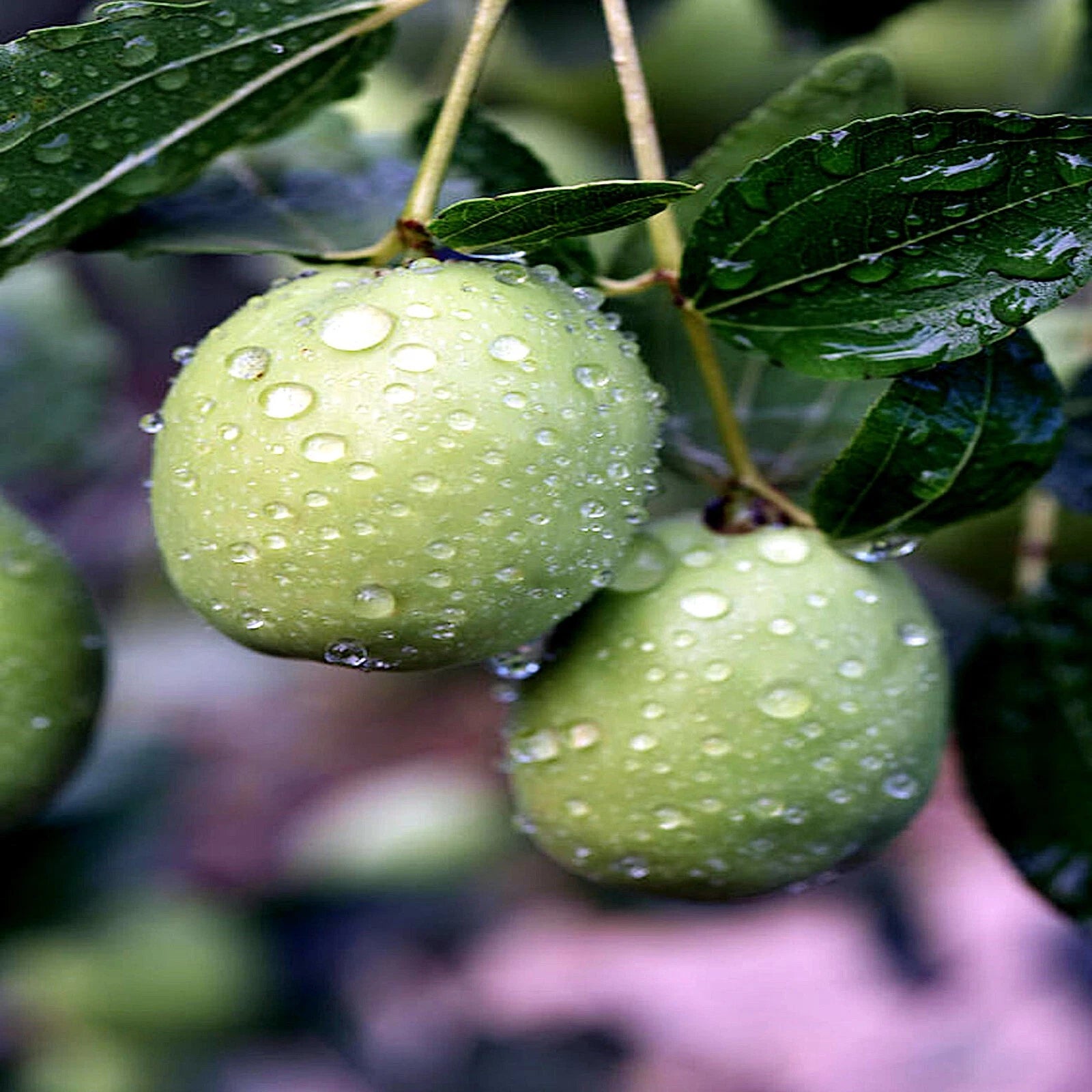 Two green jojaba tree fruits with water droplets on a branch with leaves.