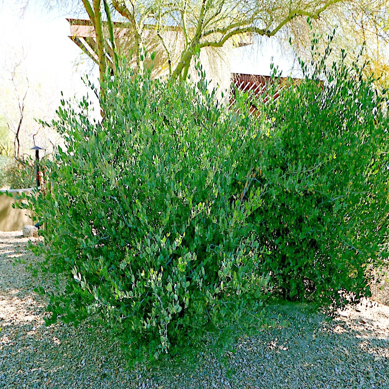 Green jojaba tree bush in a garden with trees and a building in the background