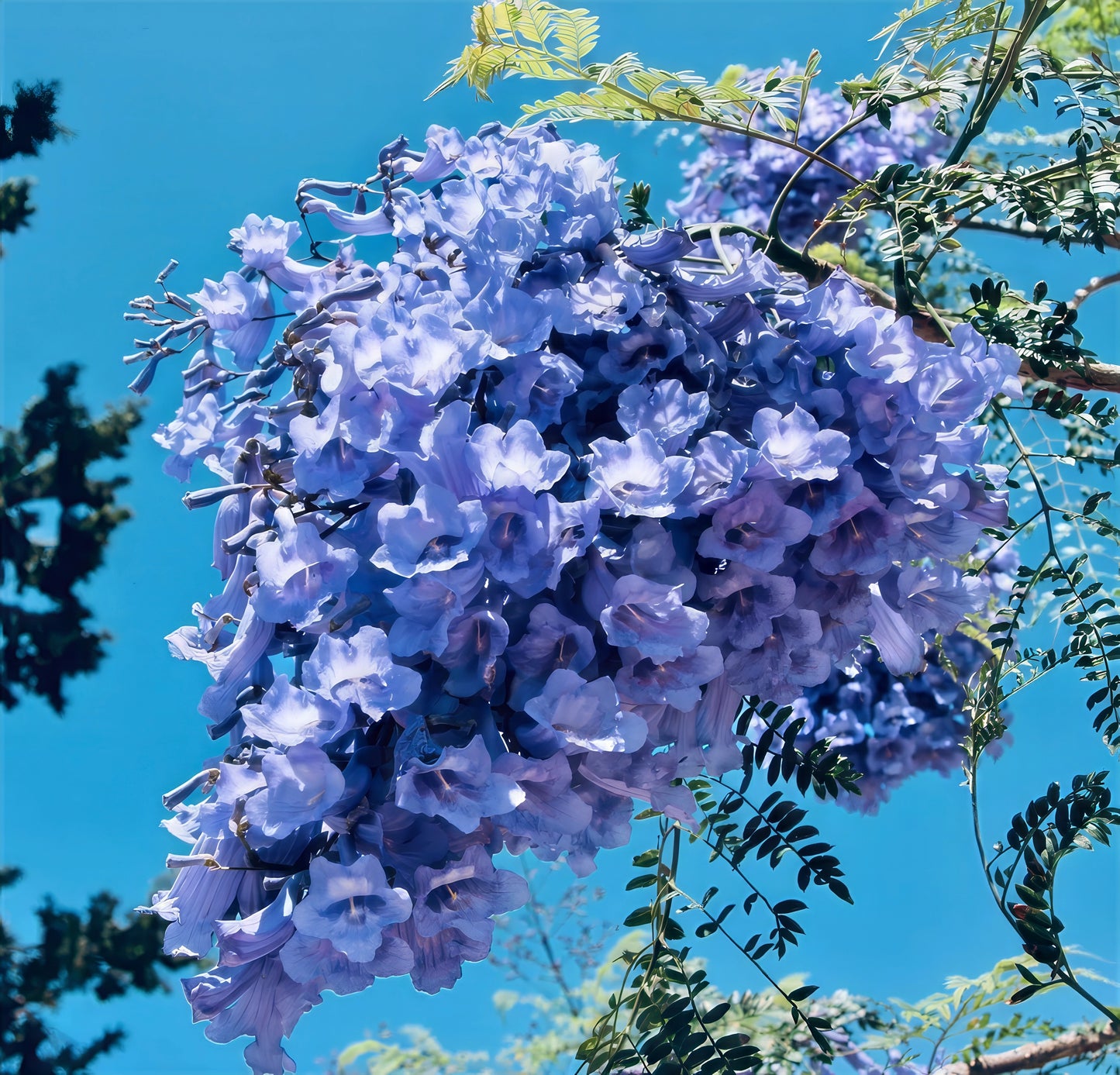 Blue Jacaranda fern tree flowers with blue sky background.
