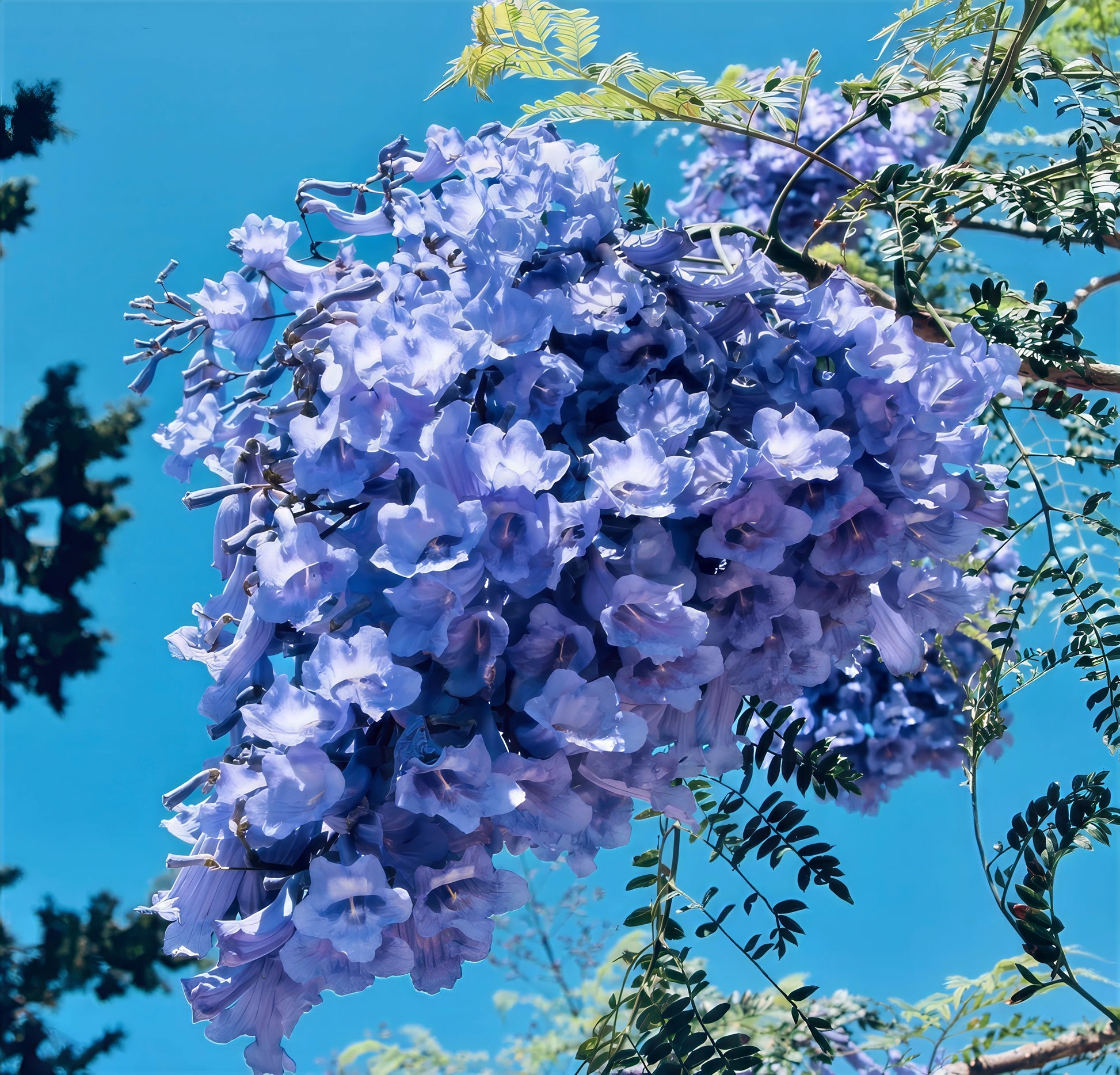 Blue Jacaranda fern tree flowers with blue sky background.