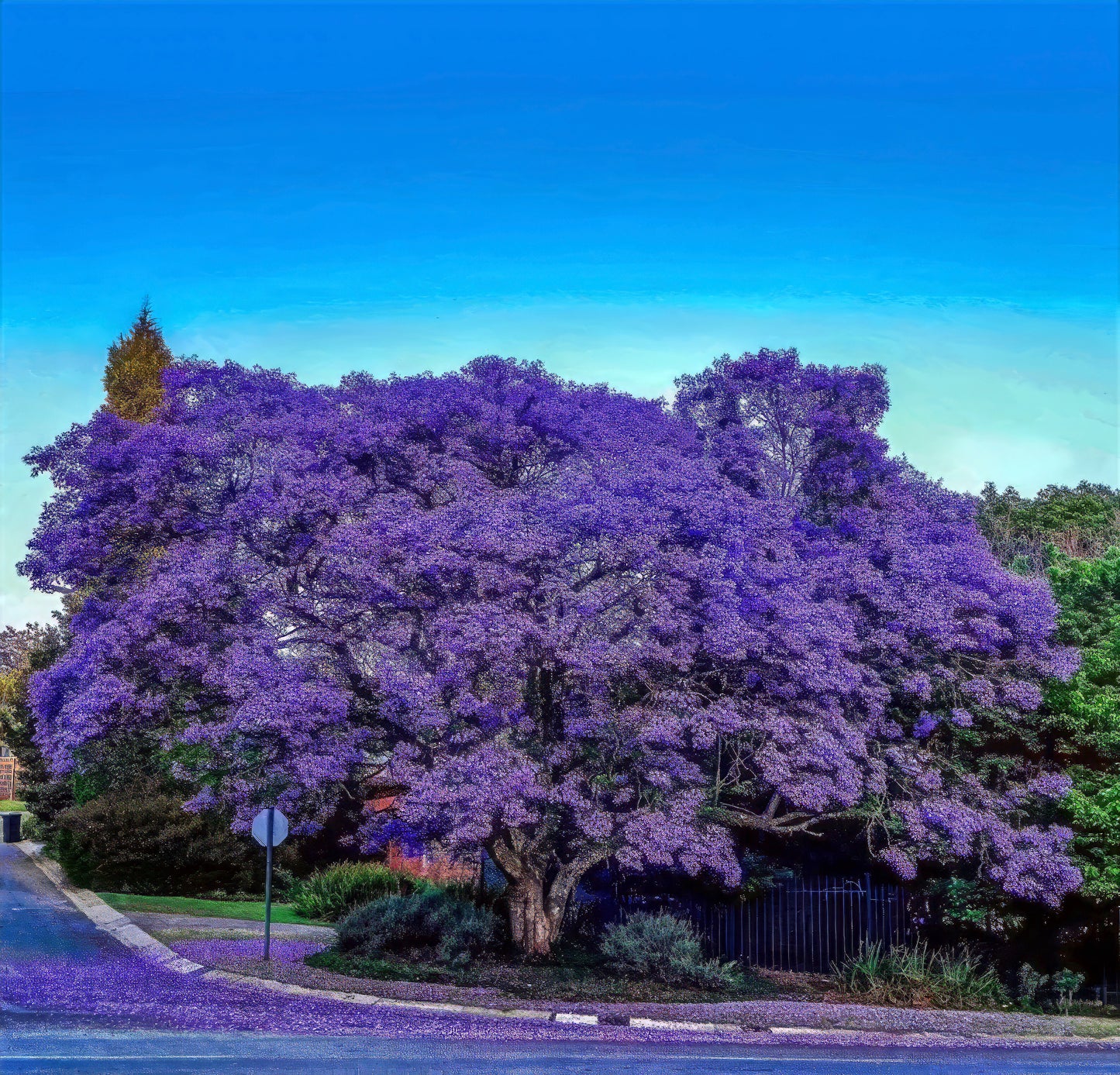 Purple flowers on Jacaranda fern tree in corner landscape with blue sky background. (Jacaranda mimosifolia)