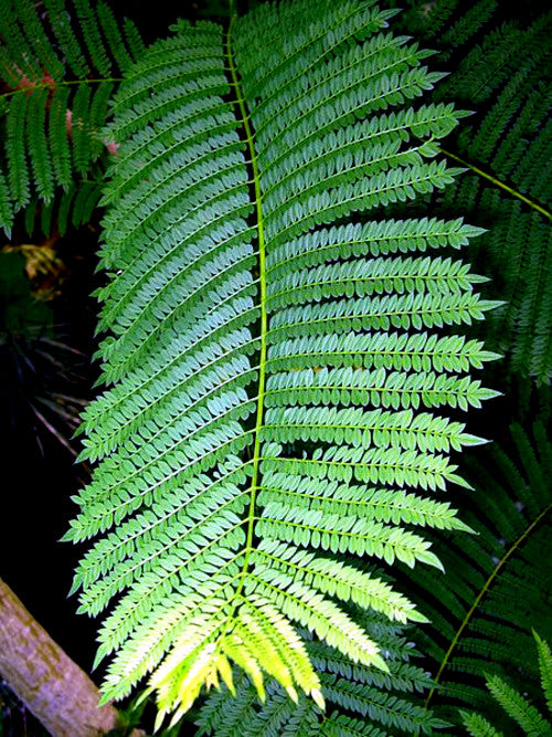 Green Jacaranda fern tree leaves with dark background.