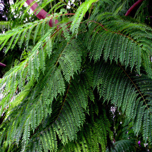Jacaranda tree green fern leaves hanging on branch. (Jacaranda mimosifolia)