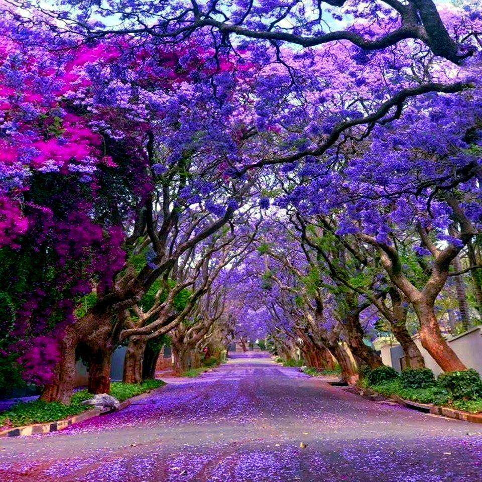 Large Blue and purple Jacaranda trees lining the sides of the road.
