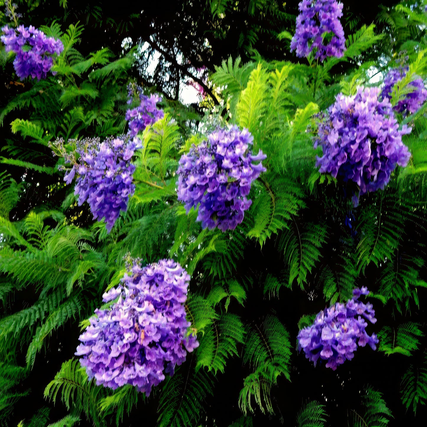 Purple Jacaranda flowers with green fern leaves background. (Jacaranda mimosifolia)