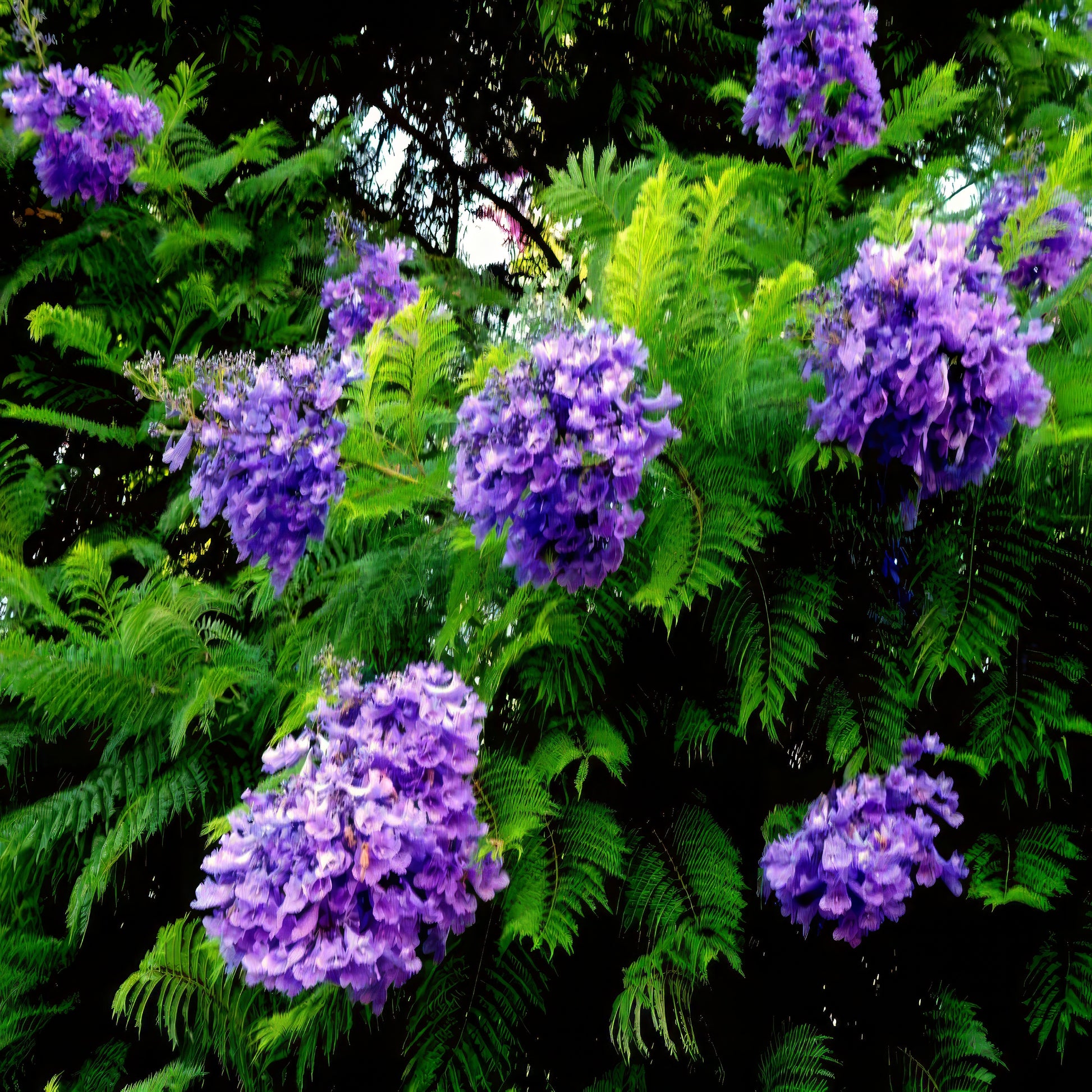 Purple Jacaranda flowers with green fern leaves background. (Jacaranda mimosifolia)