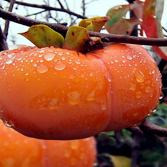 Close-up of an orange Japanese persimmon fruit with water droplets on a branch. (Diospyros kaki)