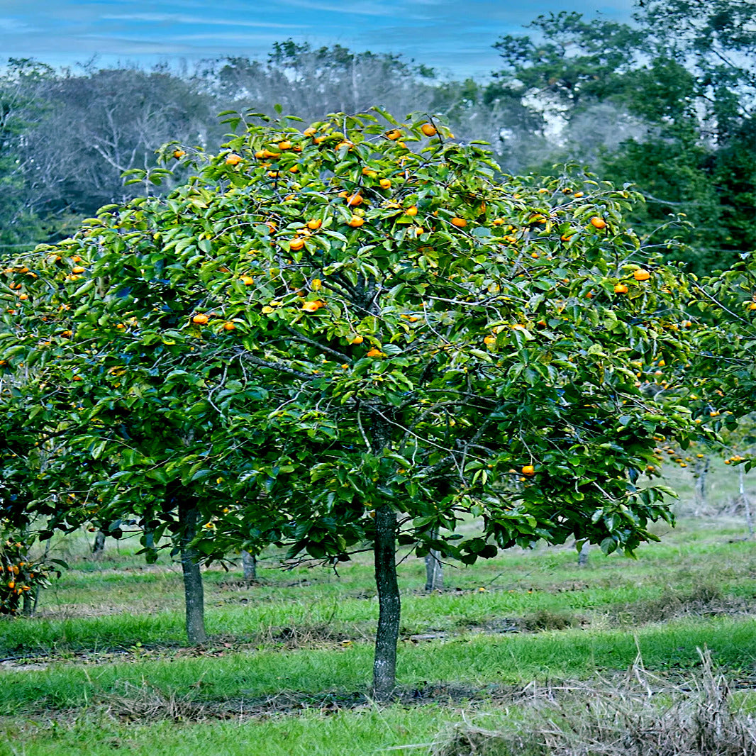 Japanese persimmon Tree with fruits in a field with more trees in the background
