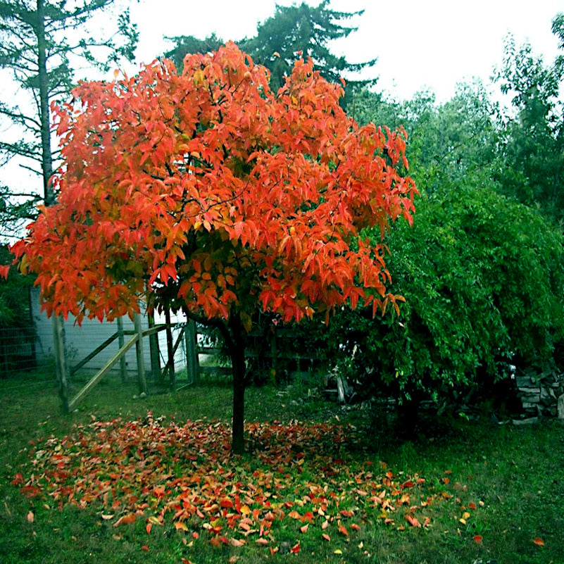 Persimmon Tree with vibrant orange leaves in a garden setting