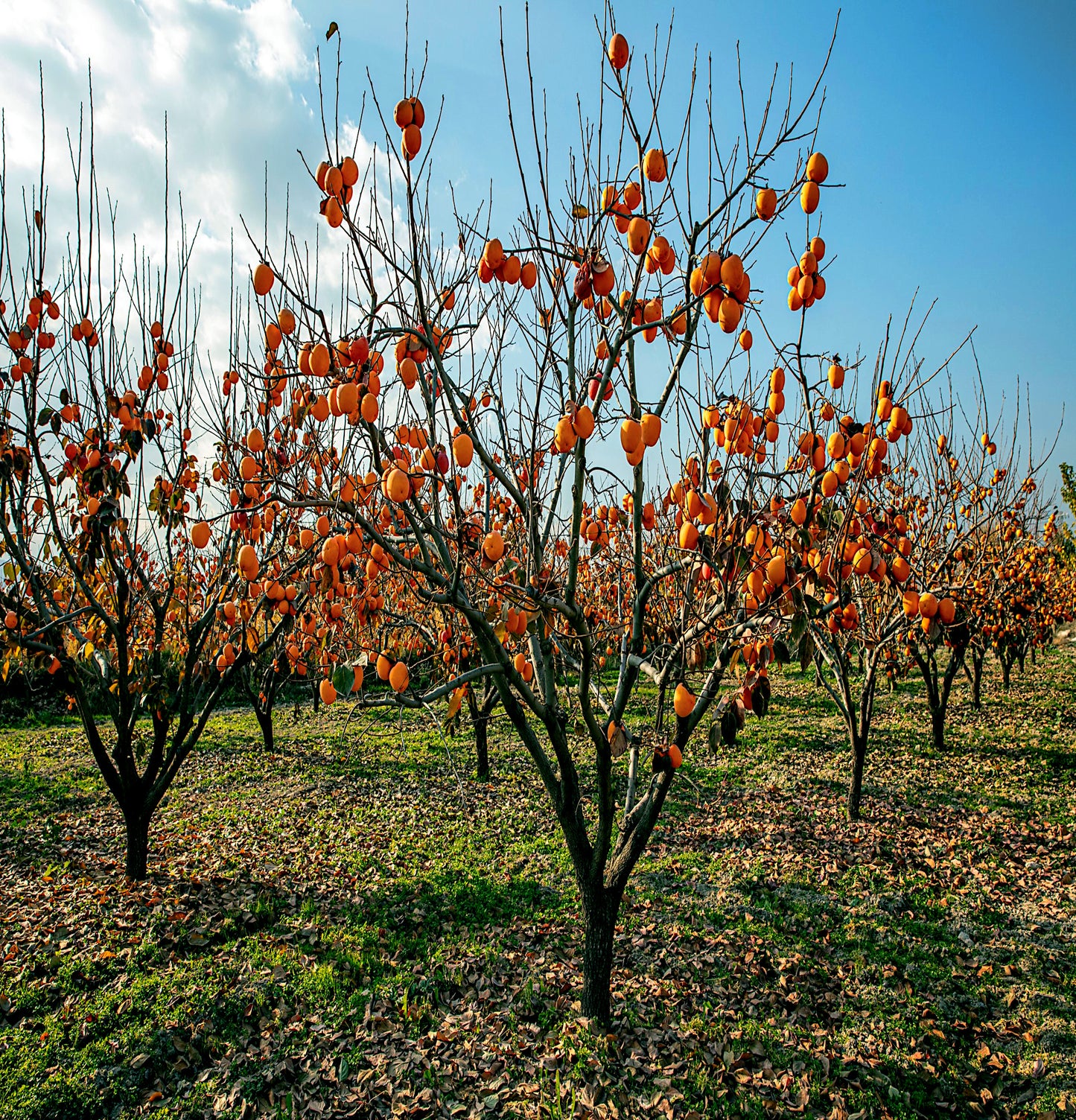 Orchard with Japanese persimmon trees bearing orange fruits under a clear blue sky.