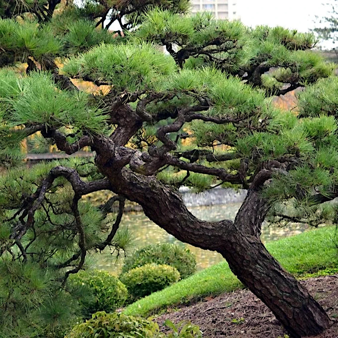 Trunk of a large, old Japanese Black pine tree with a blurred background