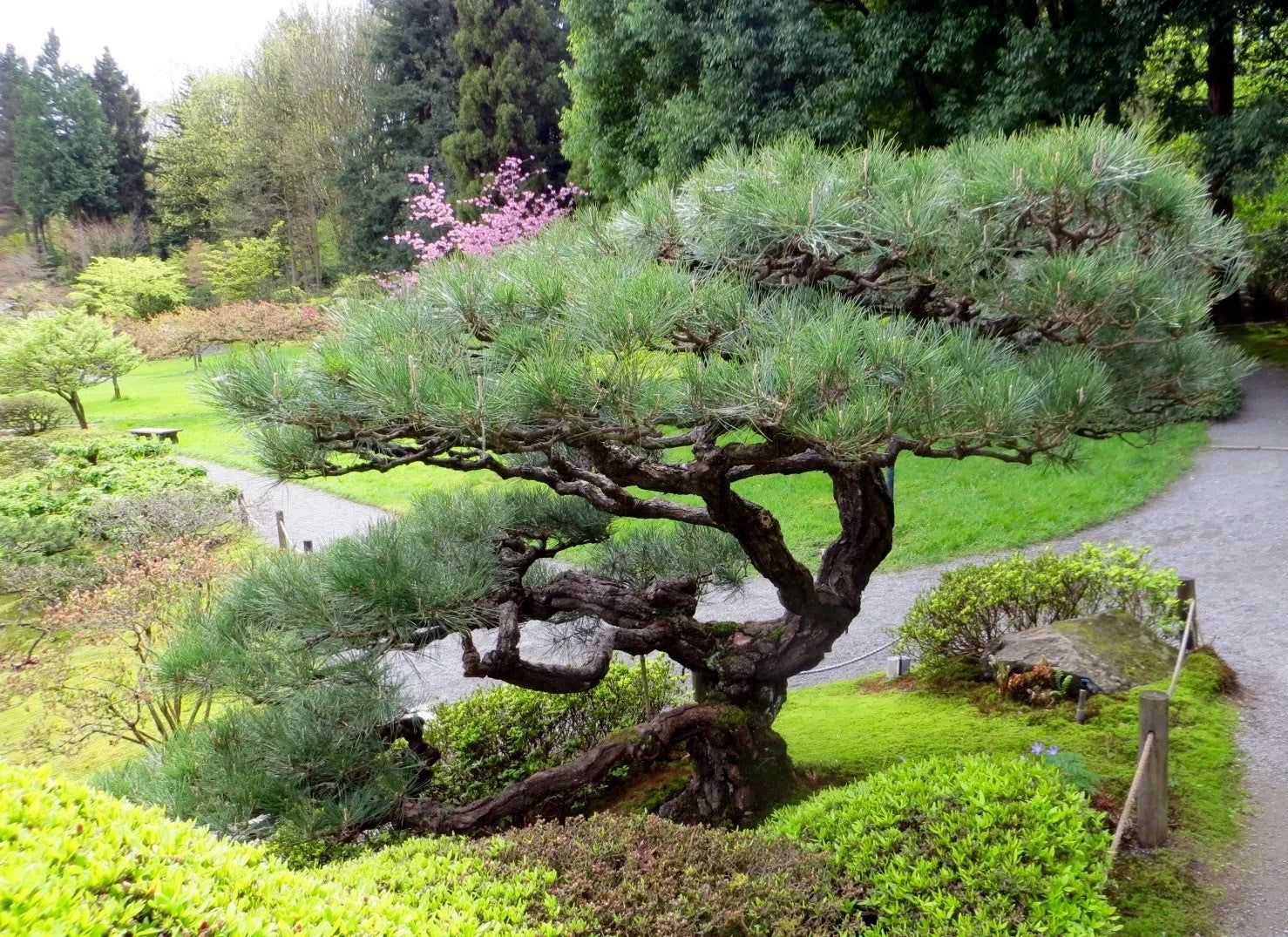 Japanese Black Pine Bonsai tree in a garden setting with a pathway and other trees in the background