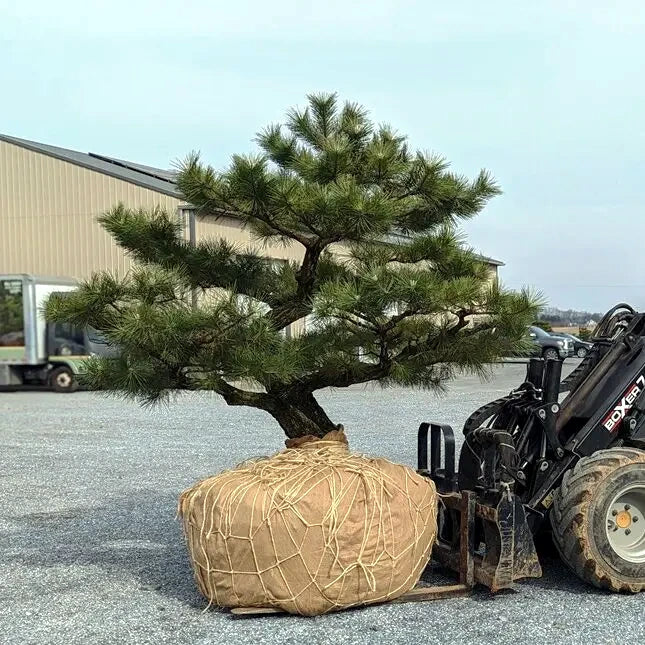 Large Japanese Black bonsai tree wrapped in burlap being transported by a forklift.