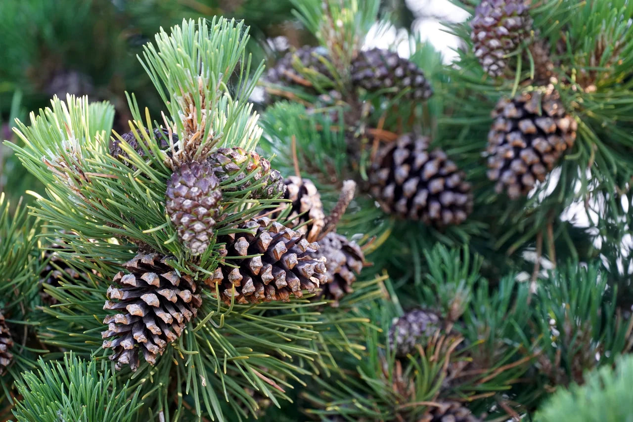 Japanese Black Pine cones on a pine branch with green needles. (Pinus thunbergii)