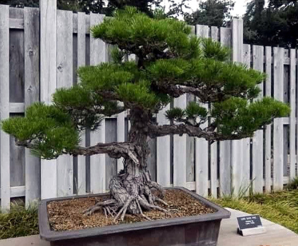 Japanese Black Pine Bonsai tree in a pot with a wooden fence in the background. (Pinus thunbergii)