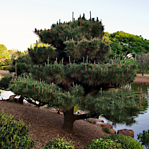 Large coniferous Japanese Black pine tree by a body of water with a natural background. (Pinus thunbergii)