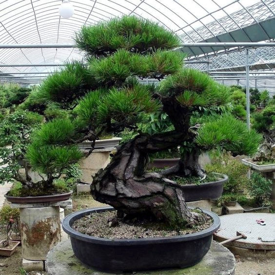 Japanese Black pine bonsai tree in a pot inside a greenhouse with other plants in the background.