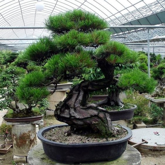 Japanese Black pine bonsai tree in a pot inside a greenhouse with other plants in the background.