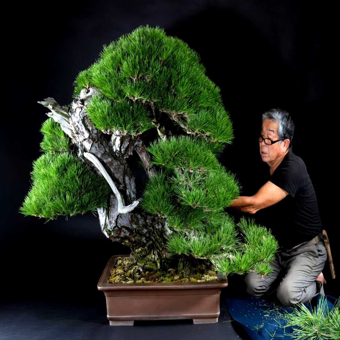 Man working on a large Japanese black pine bonsai tree against a black background