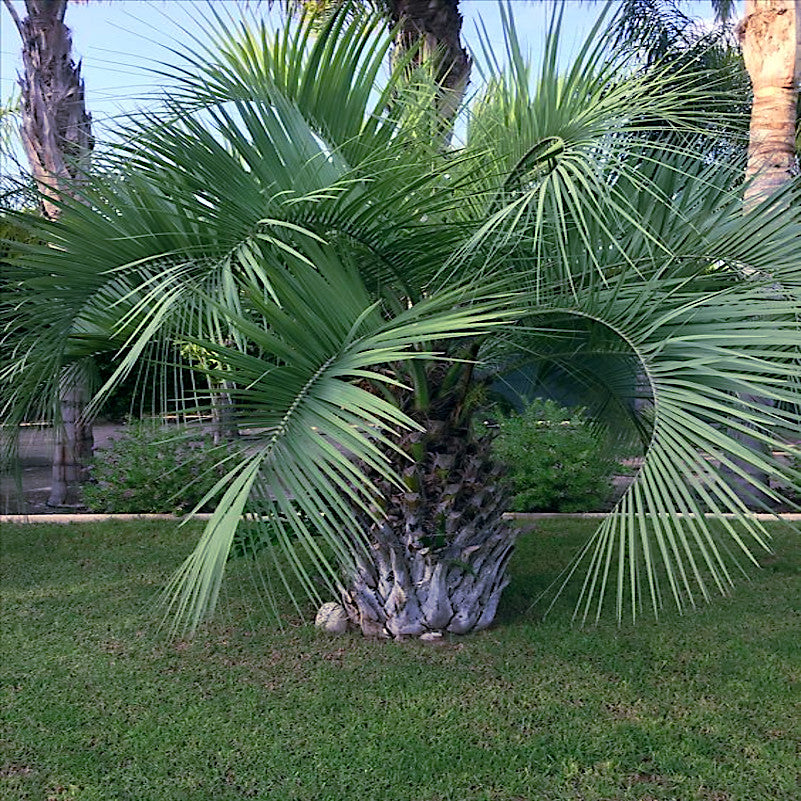 Large Jelly palm tree with a textured trunk in a grassy area. Pindo palm