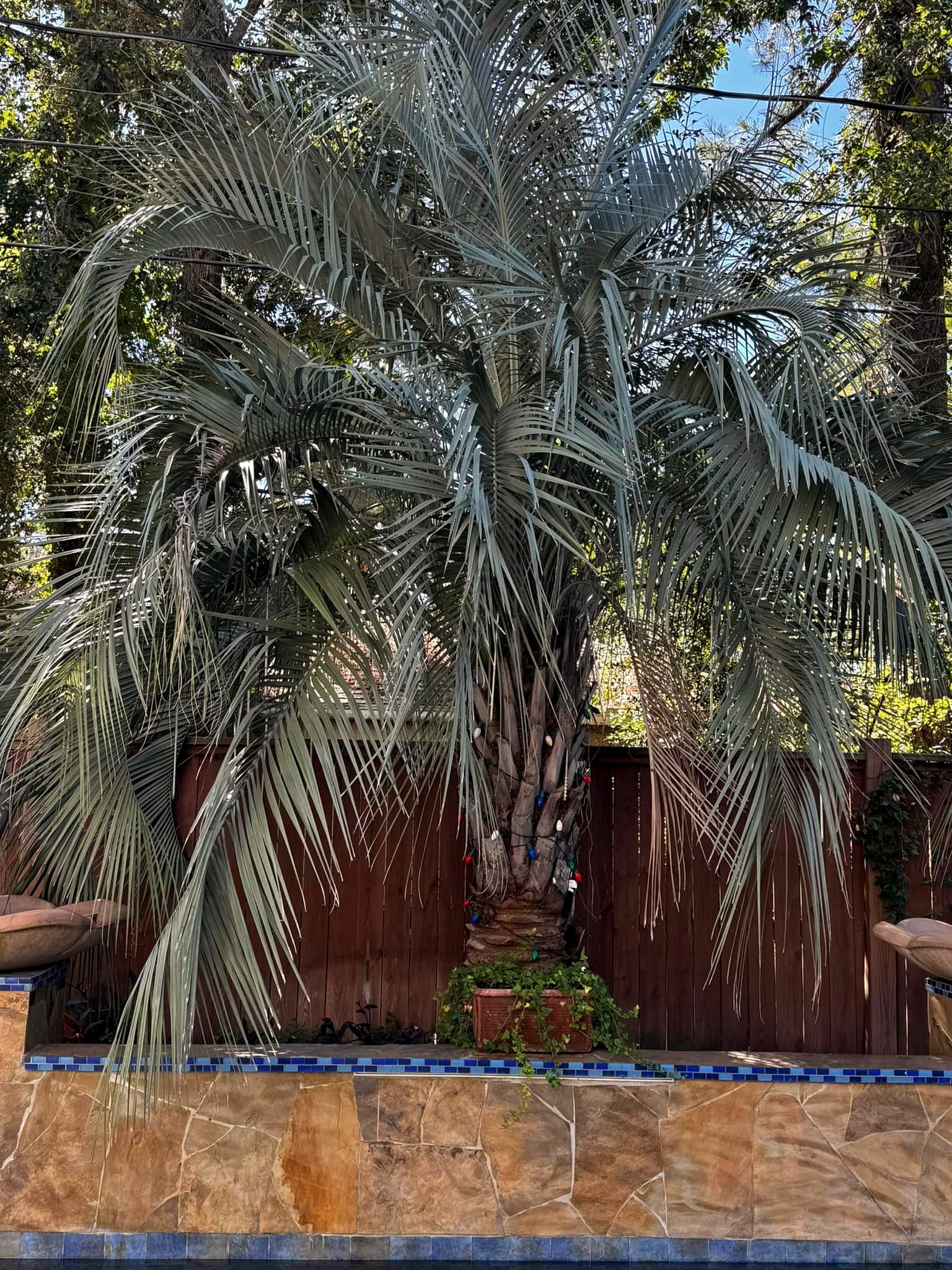 Jelly Palm tree in a garden setting with a wooden fence and tiled floor.
