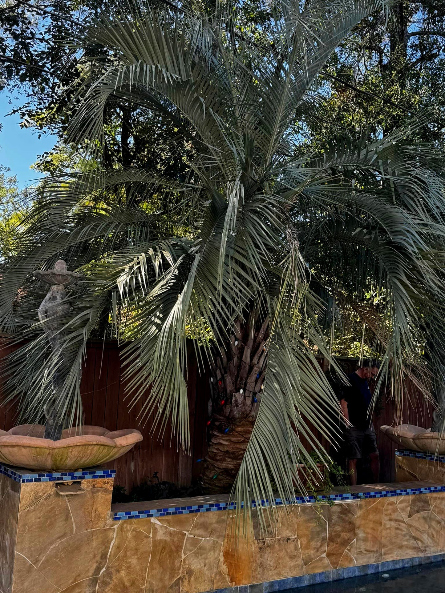 Jelly Palm tree in a garden setting with a stone wall and blue tiles.  (Butia capitata)