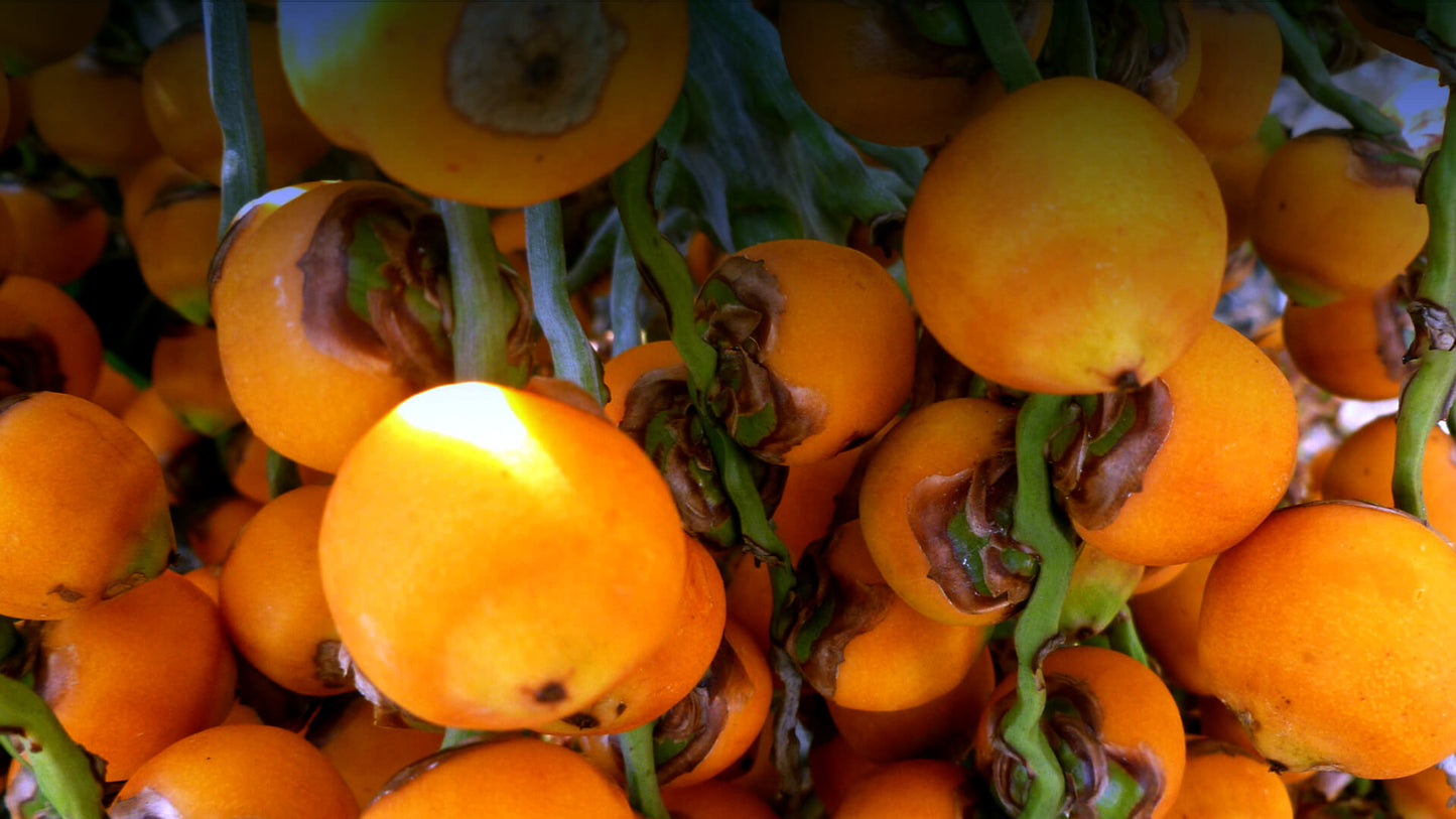 Close-up of a cluster of orange Jelly palm fruits with green stems.