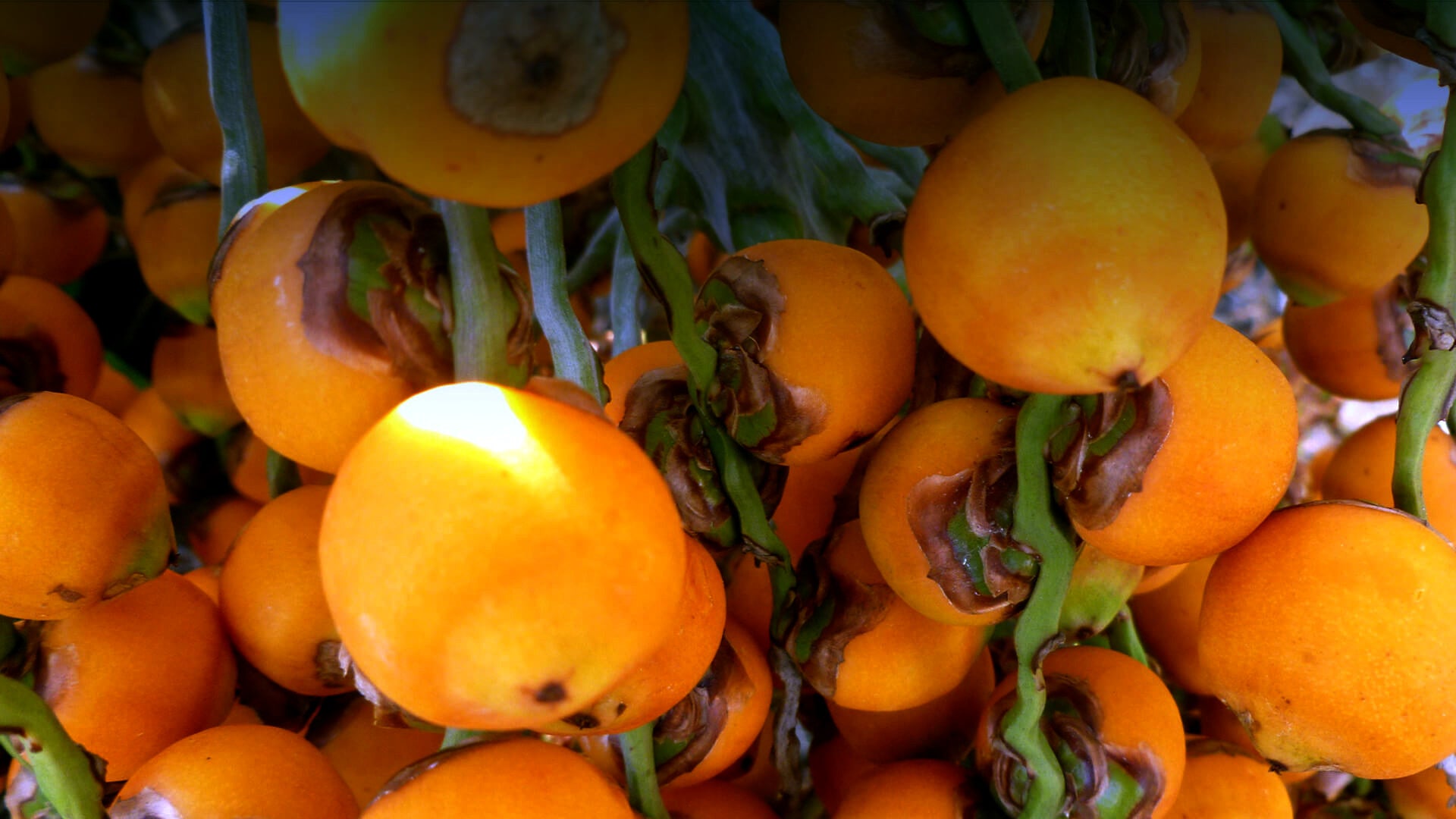 Close-up of a cluster of orange Jelly palm fruits with green stems.