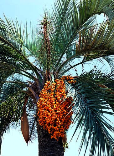 Jelly Palm tree with a cluster of orange Jelly fruits against a clear blue sky.