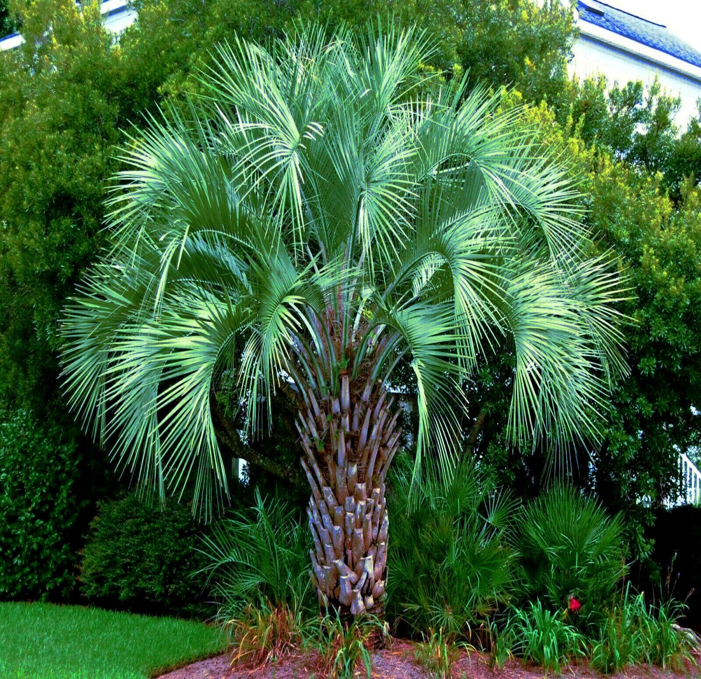 Large green Jelly Palm tree in a garden setting with greenery around. Pindo palm,  (Butia capitata)