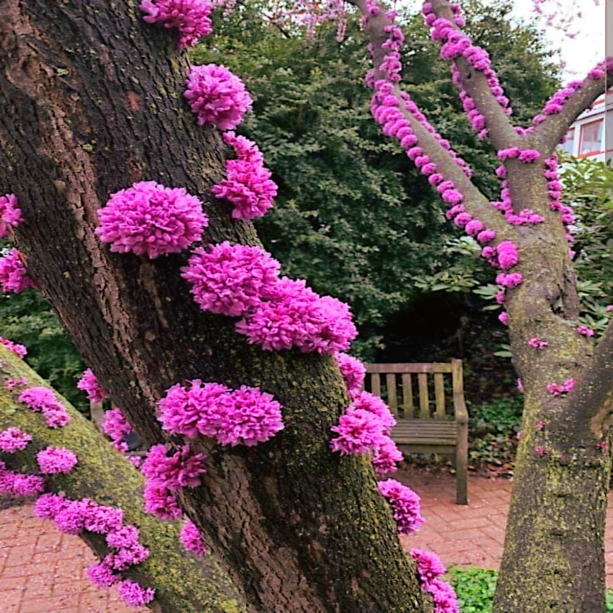Judas tree with pink flowers in a garden setting with a bench in the background. (Cercis siliquastrum)