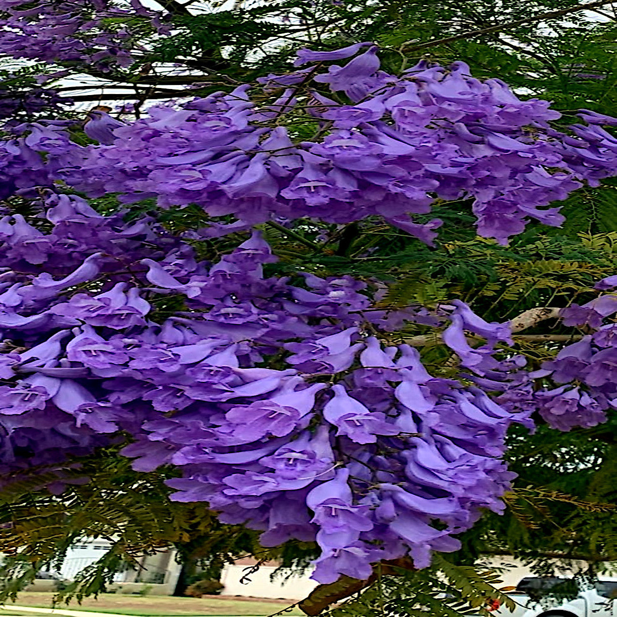 Purple Jacaranda tree trumpet flowers in bloom. 