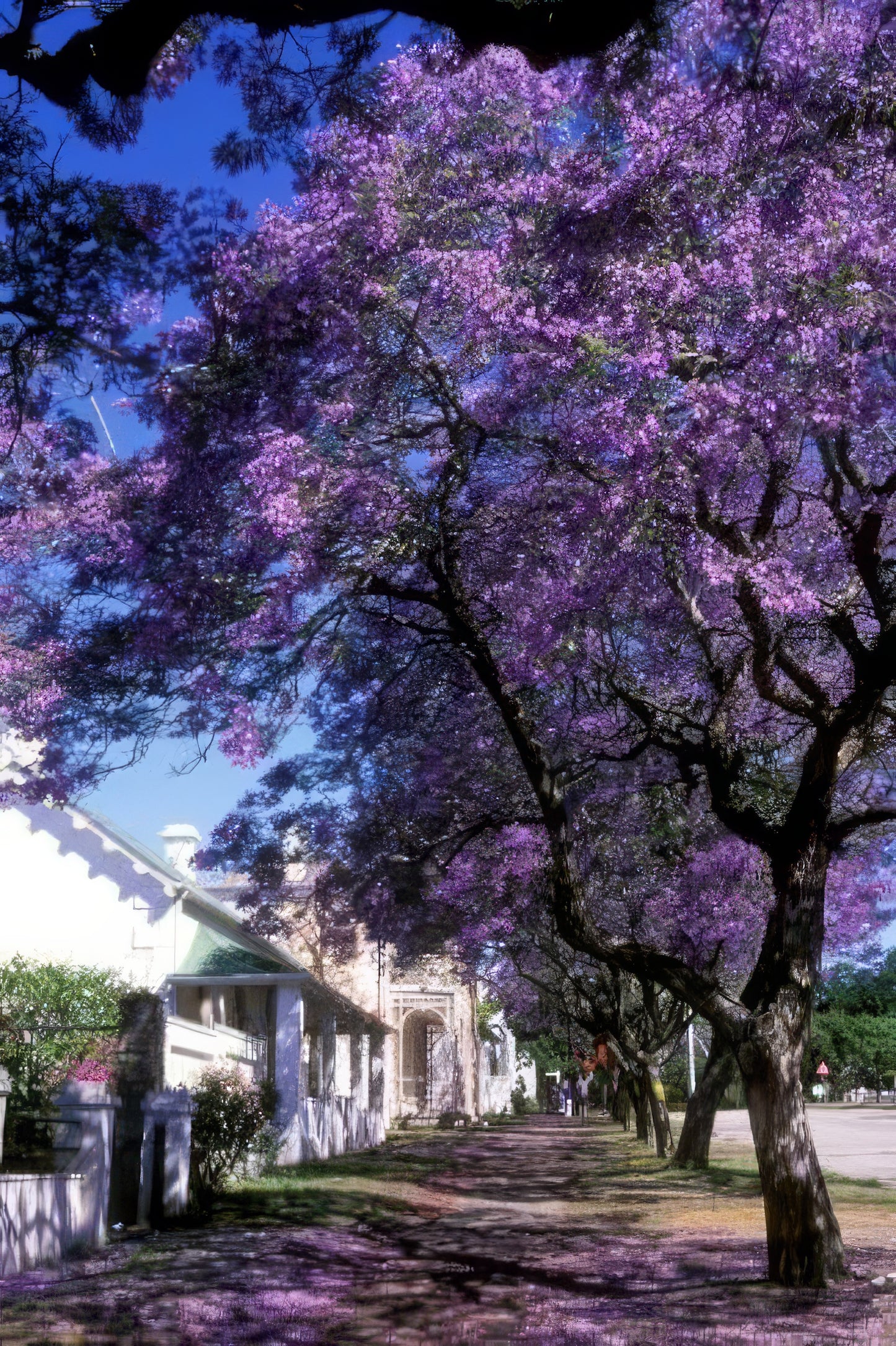 Purple Jacaranda fern trees along edge of sidewalk landscape.