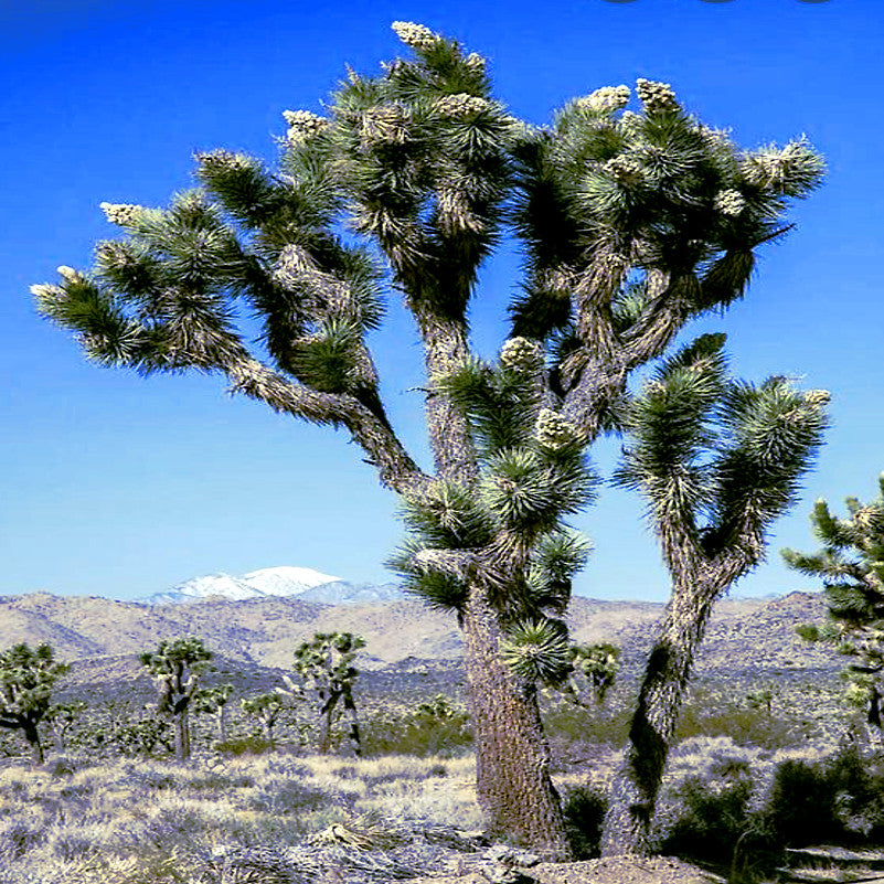 Large Joshua tree with desert mountain background.