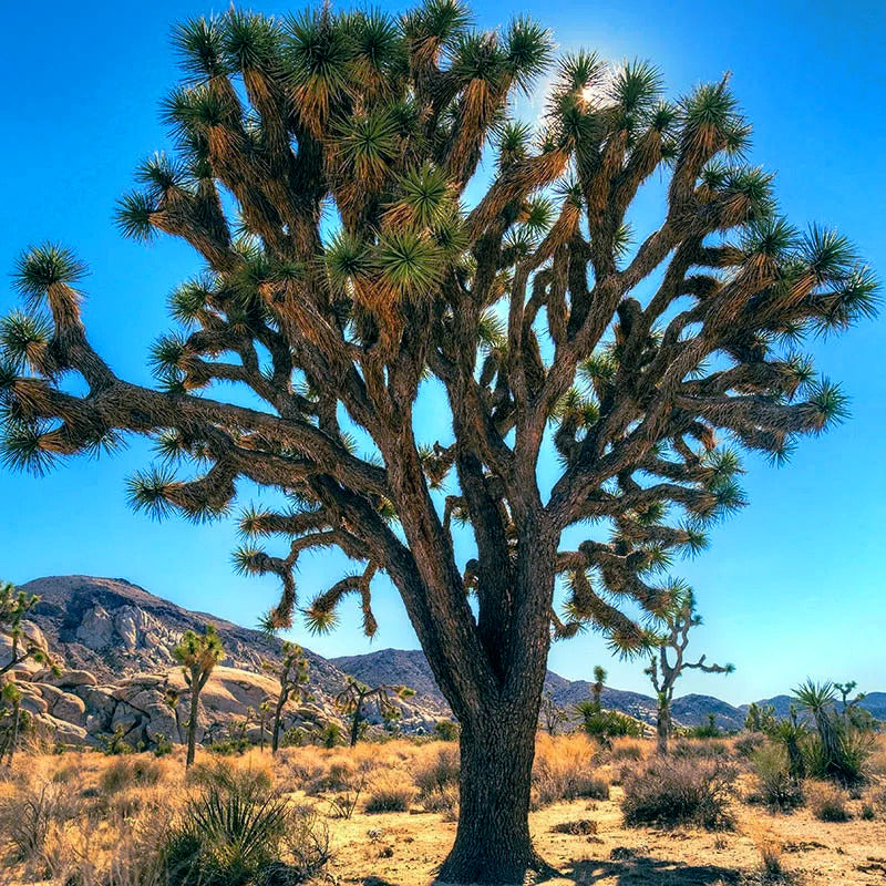 Large Joshua tree with rays of sunlight and mountain background.