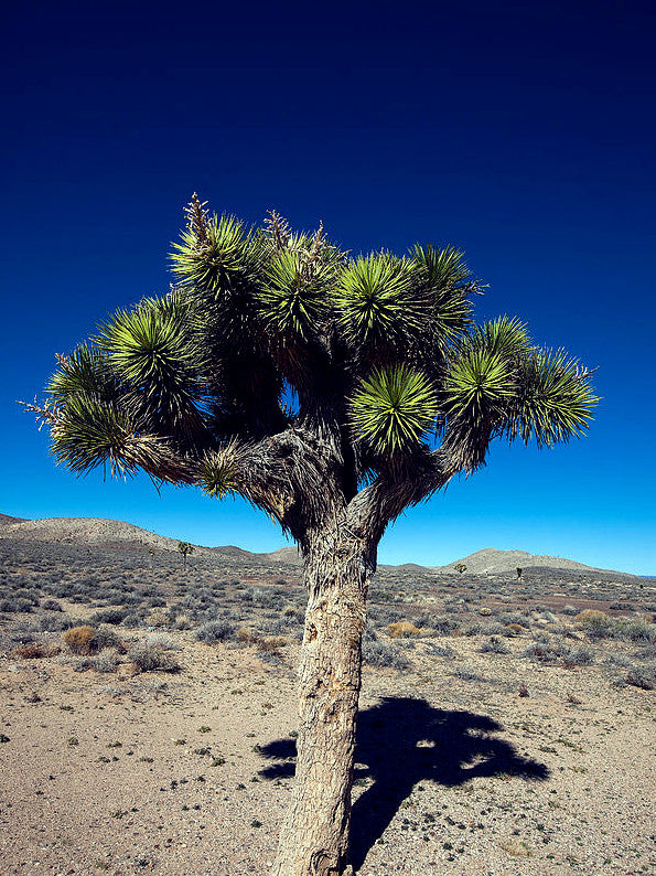 Joshua tree in desert landscape with blue sky background.