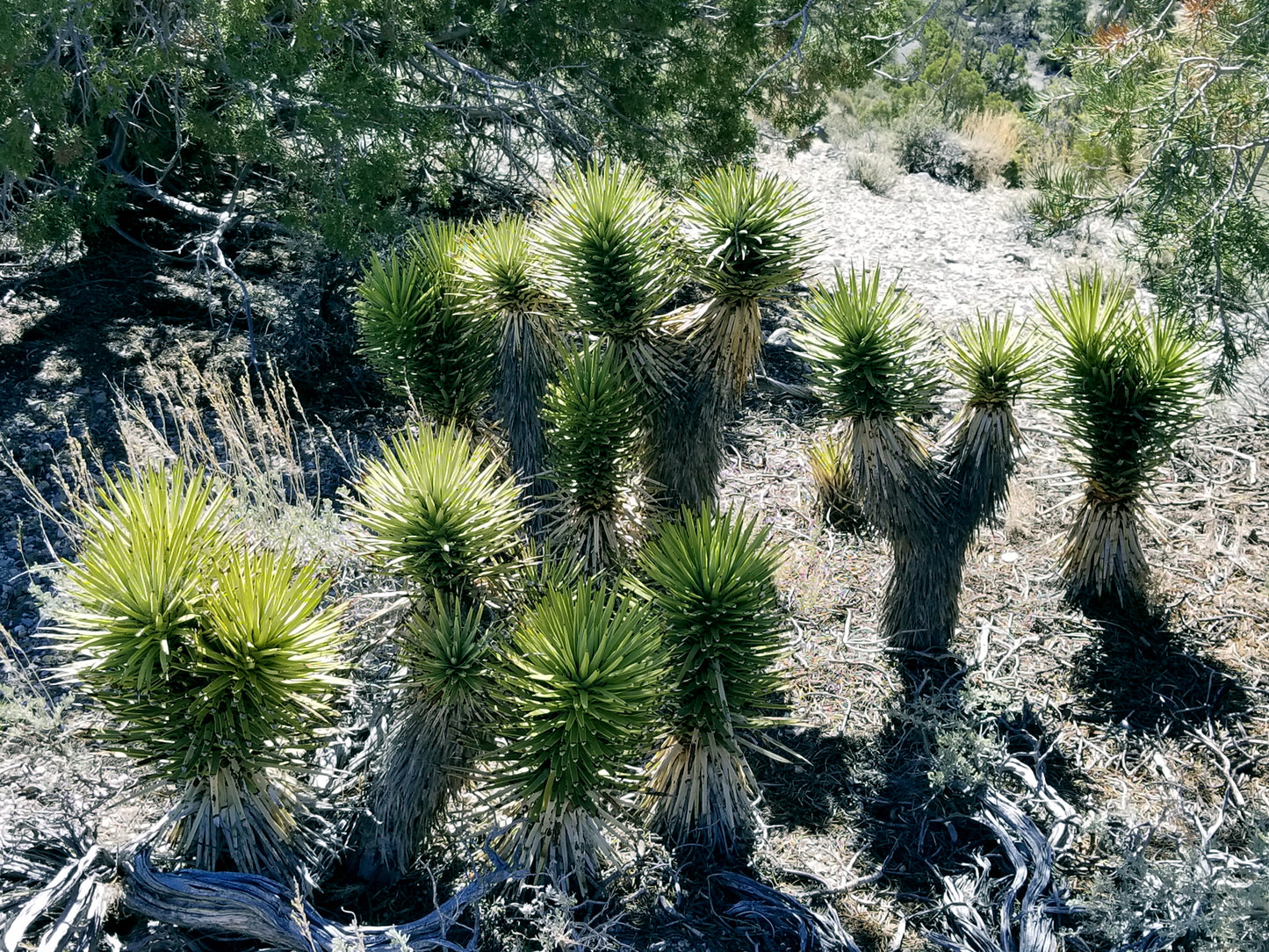 Young Joshua trees starting to grow in desert landscape. 