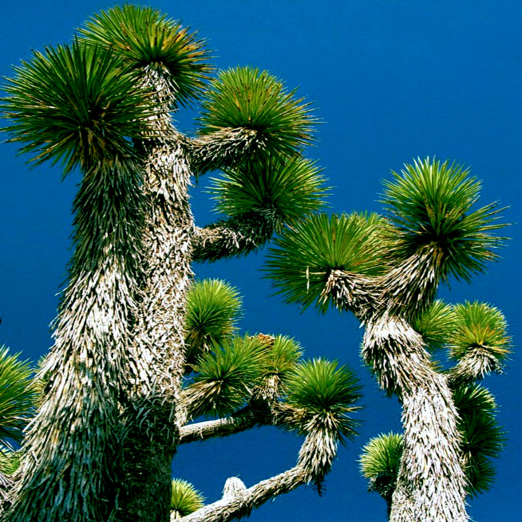 Underside view of large Joshua tree branches.