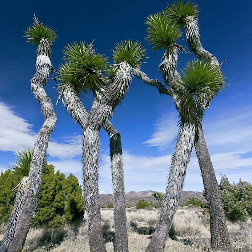 Unique looking Joshua trees with desert mountain background. 