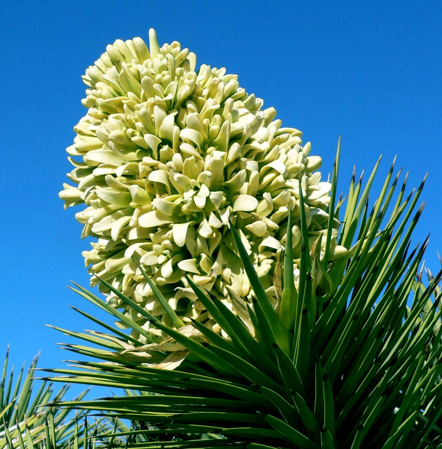 Large Joshua tree flower with blue sky background. (Yucca brevifolia)