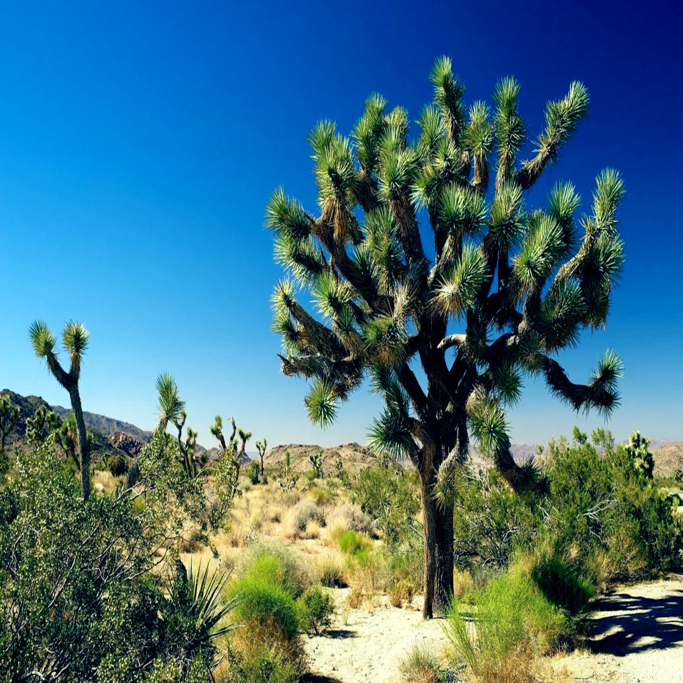 Large Joshua tree surrounded by shrubs with desert mountain background.