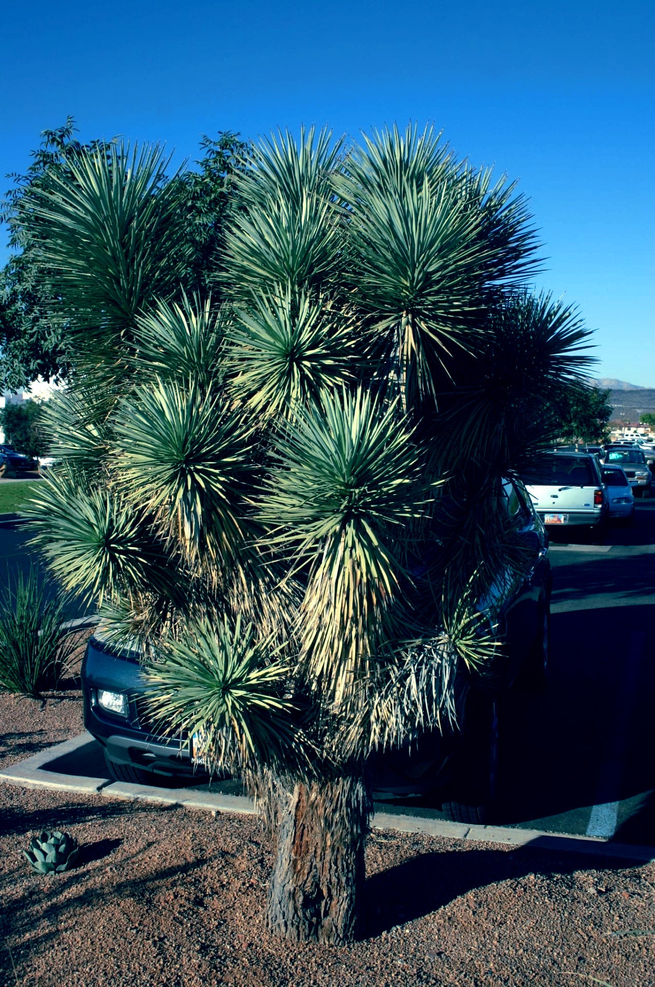 Joshua tree in parking lot landscaping.